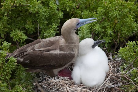 Téléchargez les photos : Bottes à pattes rouges (Sula sula) avec poussin sur le nid sur les îles Galapagos, Équateur - en image libre de droit