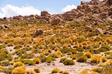 Amarillo Paja Brava (Festuca orthophylla) plantas altiplano en una pendiente. Región de Antofagasta, Chile.