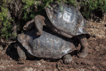 Photo for Giant tortoises in Darwin Station, Galapagos Islands, Ecuador - Royalty Free Image