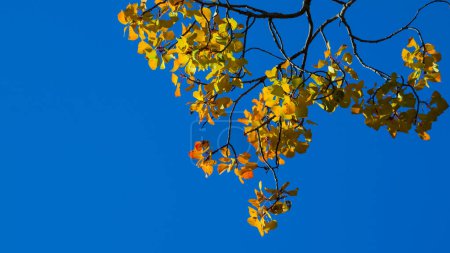 Foto de Hojas amarillas sobre fondo azul del cielo - Imagen libre de derechos