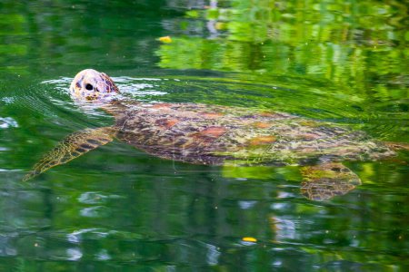 Natation des tortues marines aux îles Galapagos, Équateur, Pacifique, Amérique du Sud