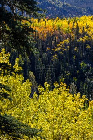 Foto de Hermoso bosque de montaña con árboles coloridos - Imagen libre de derechos