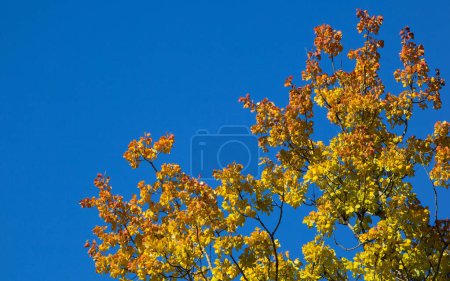 Foto de Hojas amarillas sobre fondo azul del cielo - Imagen libre de derechos