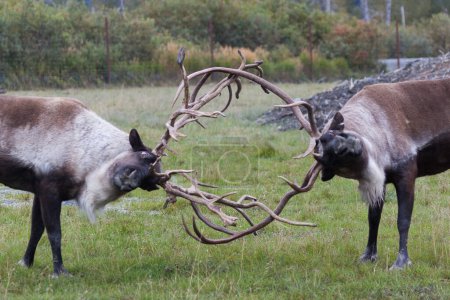 Two caribous fighting in Alaska, USA. The reindeer, also known as caribou in North America, is a species of deer.