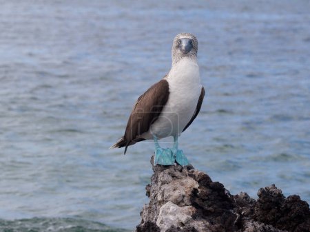 Un bobo de patas azules parado sobre la roca en las Islas Galápagos, Ecuador
