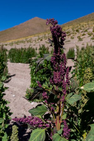 Téléchargez les photos : Une tige de plantes de quinoa dans un champ agricole bolivien. Le quinoa (Chenopodium quinoa) est une plante herbacée annuelle cultivée principalement pour ses graines comestibles.. - en image libre de droit