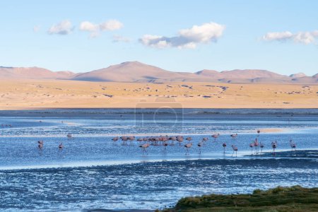 Landschaft und Flamingos im Eduardo Avaroa National Reserve in der Abenddämmerung in Bolivien. Das Eduardo Avaroa Anden-Fauna-Nationalreservat ist Boliviens meistbesuchtes Schutzgebiet.