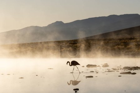 Ein Flamingo (Silhouette) steht im flachen Wasser mit Bergen und Morgennebel im Hintergrund an den heißen Quellen von Termas de Polques im Andenhochland von Bolivien, Südamerika.