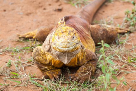 Foto de Iguana terrestre de Galápagos, Islas Galápagos, Ecuador - Imagen libre de derechos