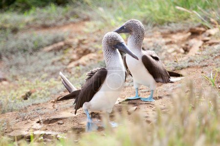 Photo for Pair of blue footed boobies performing mating dance, Galapagos Islands, Ecuador, Pacific, South America - Royalty Free Image