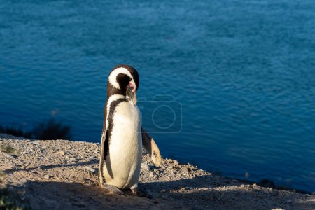 Téléchargez les photos : Gros plan d'un pingouin de Magellan à Punta Norte, Argentine. Le manchot de Magellan (Spheniscus magellanicus) est un pingouin sud-américain.. - en image libre de droit