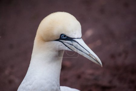 A close up of a gannet as it waits for its mate