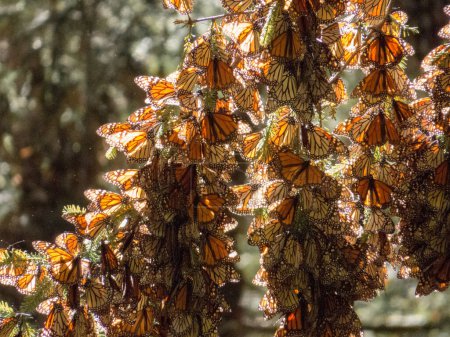 Téléchargez les photos : Papillons monarques sur les branches des arbres de la réserve de biosphère du papillon monarque de Michoacan, au Mexique, un site du patrimoine mondial. - en image libre de droit