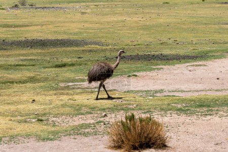 Eine Große Rhea (Rhea americana) auf der Wiese. Altiplano, Bolivien. Die Große Rhea ist eine flugunfähige Vogelart, die im östlichen Südamerika beheimatet ist..