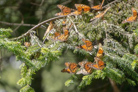 Foto de Mariposas monarca en las ramas de los árboles en la Reserva de la Biosfera Mariposa Monarca en Michoacán, México, Patrimonio de la Humanidad. - Imagen libre de derechos