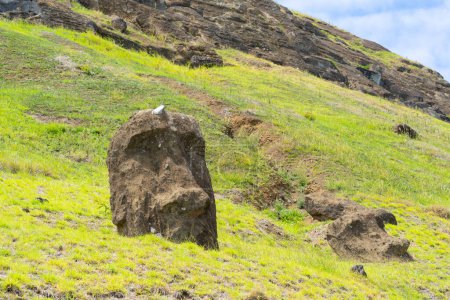 Photo for Easter Island, Chile - February 28, 2023: Moai heads on the slope of Rano Raraku on Easter Island - Royalty Free Image