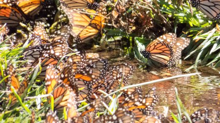 Photo for Monarch Butterflies drinking water on the ground at the Monarch Butterfly Biosphere Reserve in Michoacan, Mexico, a World Heritage Site. - Royalty Free Image