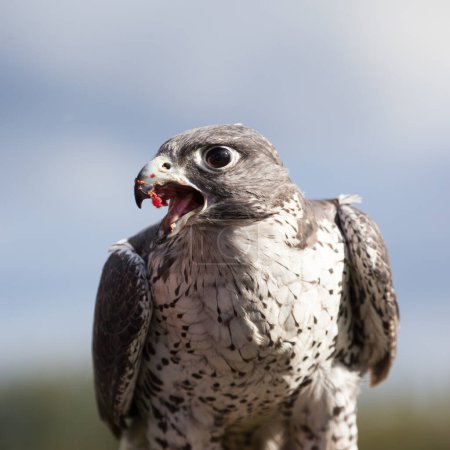 Foto de Gyrfalcon (Falco rusticolus), Alaska - Imagen libre de derechos
