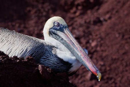 Photo for Head of brown pelican (Pelecanus occidentalis) at Galapagos Islands, Ecuador, Pacific, South America - Royalty Free Image