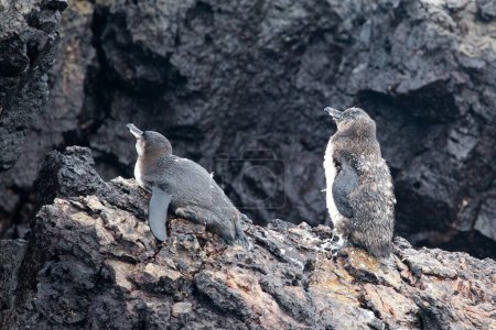 Foto de Dos pingüinos de Galápagos (spheniscus mendiculus) descansando sobre la roca en Isabela, Islas Galápagos, Ecuador, mayo de 2015 - Imagen libre de derechos