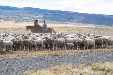 Foto de Patagonia, Chile - 6 de febrero de 2023: Dos pastores a caballo conduciendo rebaños de ovejas de regreso a la granja en la carretera que cruza el desierto de Atacama en Patagonia, Chile. Sol con nubes en el cielo azul - Imagen libre de derechos