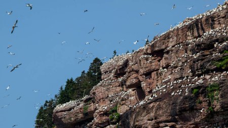 Northern Gannet colony on Bonaventure Island, Perce, Gaspe, Quebec, Canada. Bonaventure Island is home of one of the largest colonies of gannets in the world.