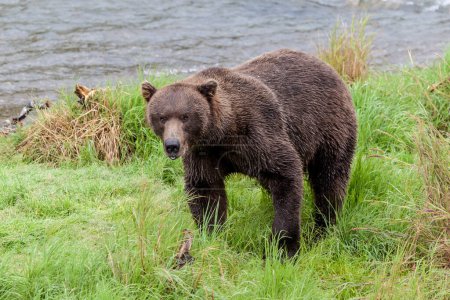 Téléchargez les photos : Ours brun aux chutes Brooks dans le parc national Katmai, Alaska, États-Unis - en image libre de droit