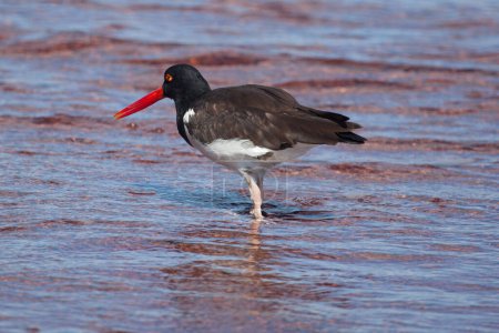 American Oystercatcher looking for food at Galapagos Islands, Ecuador 