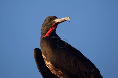 Foto de Frigate Bird, Islas Galápagos, Ecuador - Imagen libre de derechos