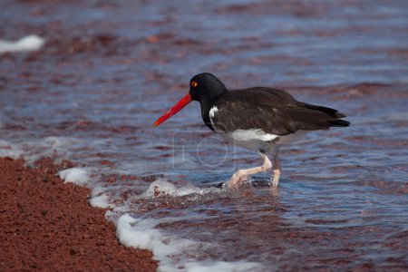 American Oystercatcher looking for food at Galapagos Islands, Ecuador 