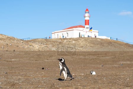 Photo for Side profile of a Magellanic Penguin against the iconic lighthouse in the background on Magdalena Island, Punta Arenas, Chile. The Magellanic penguin is a South American penguin. - Royalty Free Image