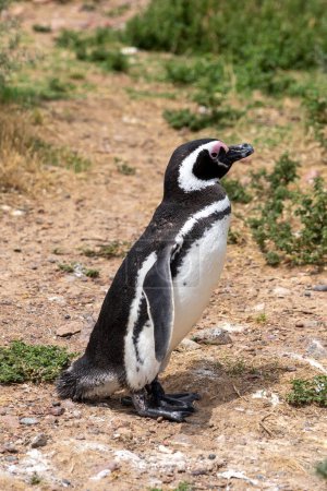 Foto de Perfil lateral de un pingüino magallánico en la reserva natural Punta Tombo cerca de Puerto Madryn, Argentina. El pingüino magallánico (Spheniscus magellanicus) es un pingüino sudamericano.. - Imagen libre de derechos
