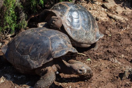 Giant tortoises in Darwin Station, Galapagos Islands, Ecuador