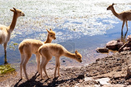 Vicuna-Babys am Rande des Wassers starren beide direkt in die Kamera in der Nähe von San Pedro de Atacama, Chile. Der Vicuna (Lama vicugna) ist eines der beiden wilden südamerikanischen Kameliden.