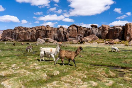 Group of the llamasa (Lama glama) with different sizes and colors on the meadow in Altiplano, Bolivia. The llama (Lama glama) is a domesticated South American camelid.