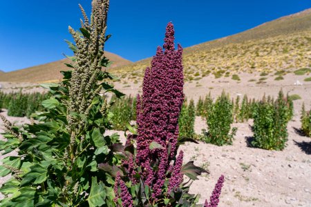 Foto de Un tallo de plantas de quinua en un campo agrícola en Bolivia. La quinua (Chenopodium quinoa) es una planta herbácea anual cultivada principalmente por sus semillas comestibles.. - Imagen libre de derechos