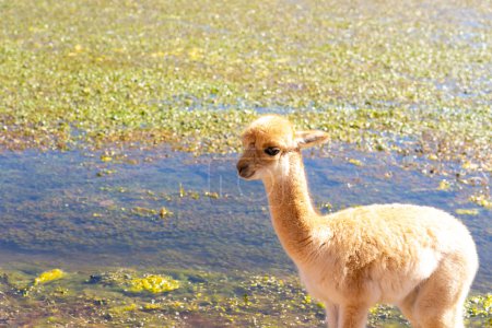 Téléchargez les photos : Un bébé vicuna au bord de l'eau près de San Pedro de Atacama, Chili. La vicuna (Lama vicugna) est l'un des deux camélidés sauvages d'Amérique du Sud.. - en image libre de droit