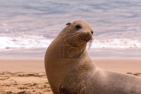 Téléchargez les photos : Un lion de mer joue au sable sur la plage, îles Galapagos, Équateur - en image libre de droit