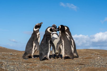 Téléchargez les photos : 5 pingouins de Magellan se tenant l'un à côté de l'autre formant un petit cercle avec un ciel bleu en arrière-plan sur l'île de la Madeleine, Punta Arenas, Chili. - en image libre de droit