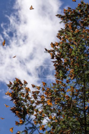 Photo for Monarch Butterflies on tree branch in blue sky background, Michoacan, Mexico - Royalty Free Image