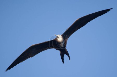 A female magnificent frigate bird (Fregata magnificens) flies overhead off the Galapagos Islands, Ecuador.
