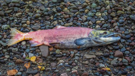 Téléchargez les photos : Poisson de saumon rouge mort sur la plage en Alaska - en image libre de droit