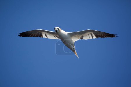 Northern Gannet flying in Bonaventure Island, Perce, Gaspe, Quebec, Canada. Bonaventure Island is home of one of the largest colonies of gannets in the world.
