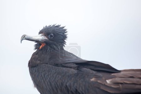 Téléchargez les photos : Frigate Bird, Îles Galapagos, Équateur - en image libre de droit