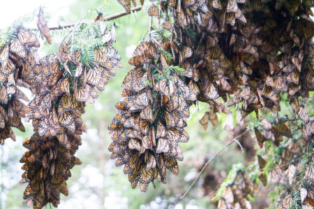 Téléchargez les photos : Papillons monarques sur les branches des arbres de la réserve de biosphère du papillon monarque de Michoacan, au Mexique, un site du patrimoine mondial. - en image libre de droit
