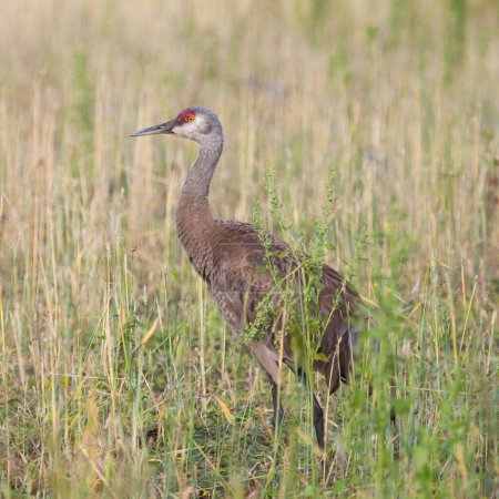 A sandhill crane (Grus canadensis) stands in a grassy field