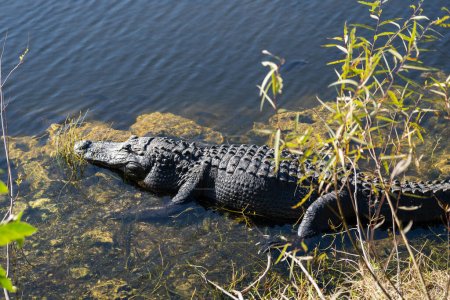 Téléchargez les photos : Un alligator américain (Alligator mississippiensis) au marais dans le parc national des Everglades en Floride, États-Unis. Parc national des Everglades est un 1,5 million d'acres zones humides préserver. - en image libre de droit