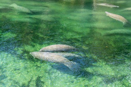 Zwei Erwachsene und ein Baby Florida-Seekuh (Trichechus manatus latirostris) schwimmen eng im Quellwasser des Blue Spring State Park in Florida, USA, einem winterlichen Sammelplatz für Seekühe.