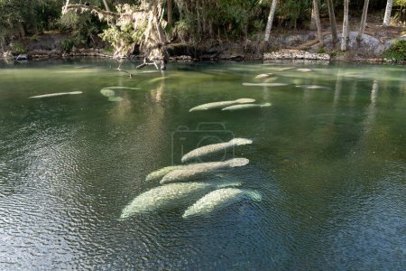 Una manada de manatíes de Florida (Trichechus manatus latirostris) nadando en el agua de manantial cristalina en Blue Spring State Park en Florida, EE.UU., un sitio de recolección de manatíes durante el invierno..