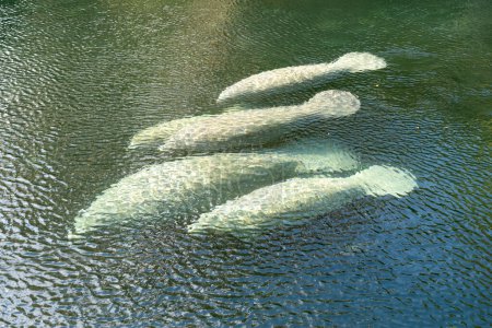 Eine Herde Florida-Seekühe (Trichechus manatus latirostris) schwimmt im kristallklaren Quellwasser des Blue Spring State Park in Florida, USA, einem winterlichen Sammelplatz für Seekühe.